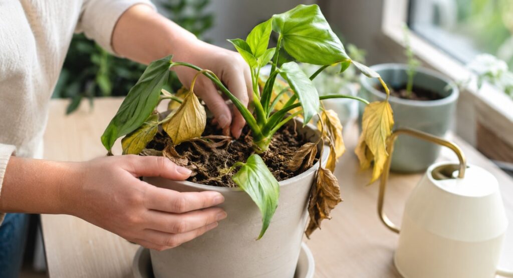 Raízes de planta sendo examinadas para identificar apodrecimento