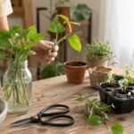 Transplante cuidadoso de uma planta para um vaso maior