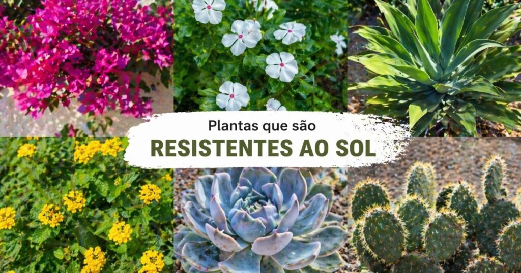 Canteiro coberto e denso com poucas ervas espontâneas