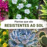 Canteiro coberto e denso com poucas ervas espontâneas
