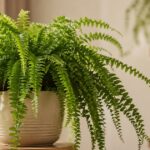 Samambaia saudável em banheiro claro com luz natural indireta