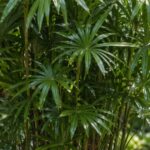 Plantas tropicais agrupadas com espaço e umidade controlada