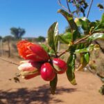 Flor de romãzeira iniciando a formação do fruto entre folhas verdes