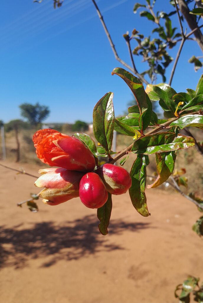 Flor de romãzeira iniciando a formação do fruto entre folhas verdes