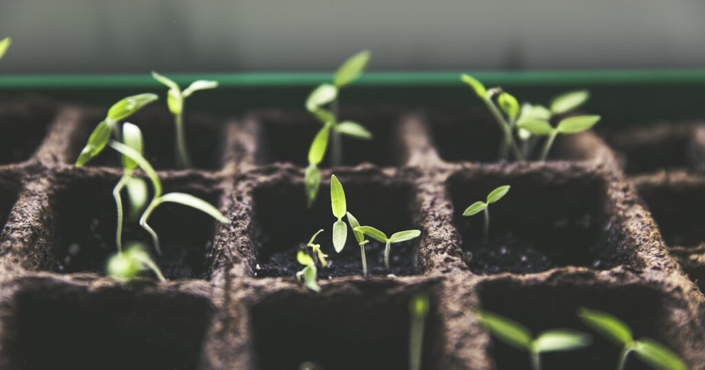 Canteiro pequeno coberto por plantas de adubação verde